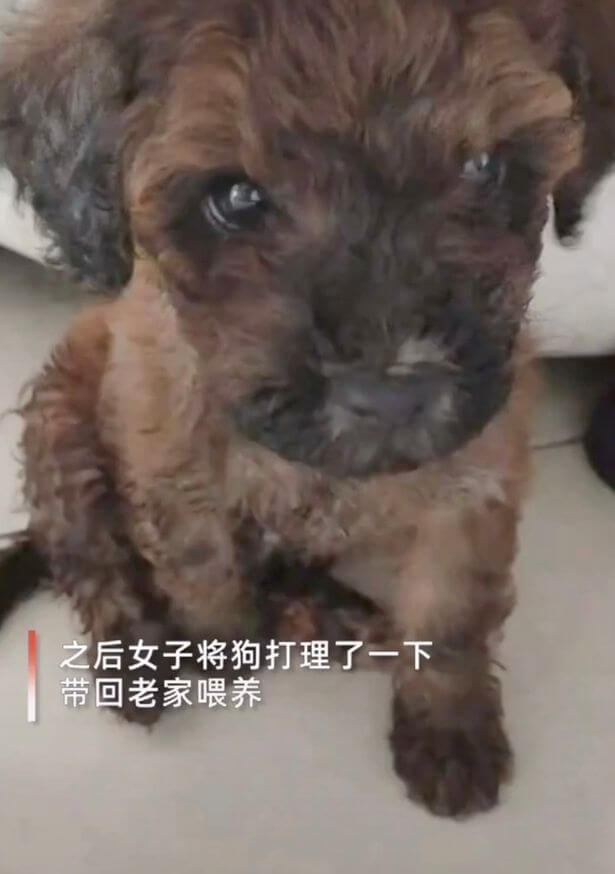 stray-recognizes-car-1-1