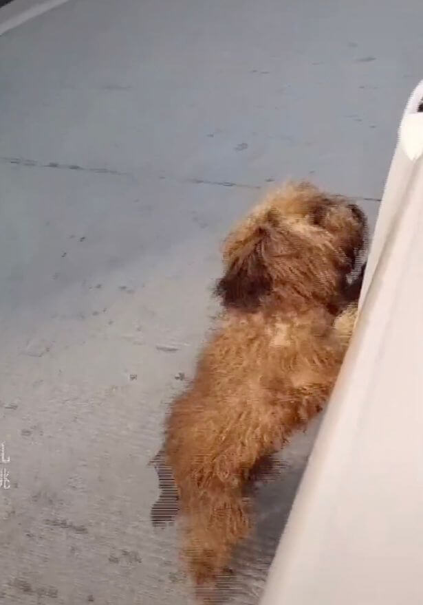 ‘Stray’ dog following woman’s car turns out to be missing pet