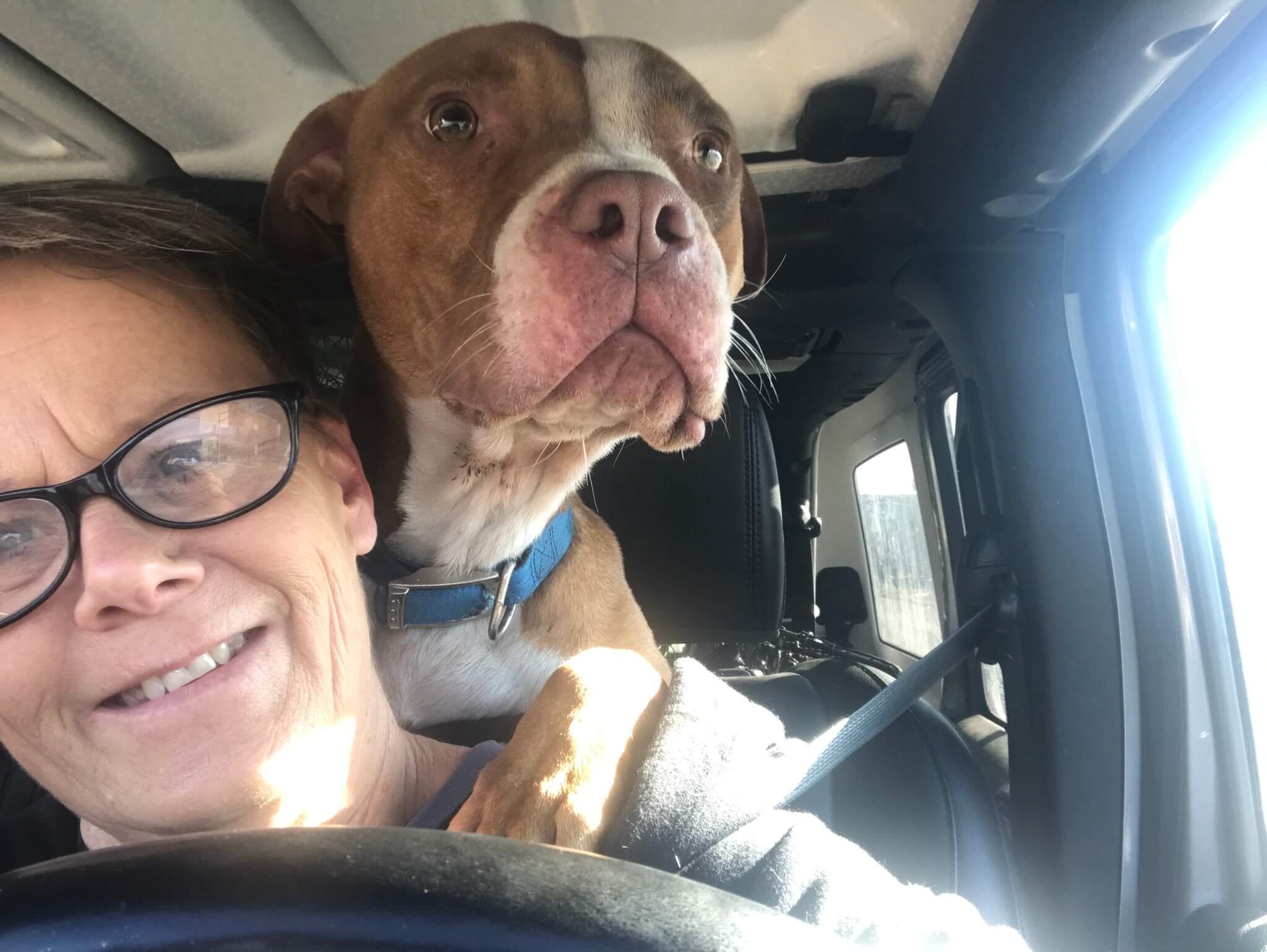 Rescuers save 14 dogs in desperate need from 9 degree temperatures in St. Louis