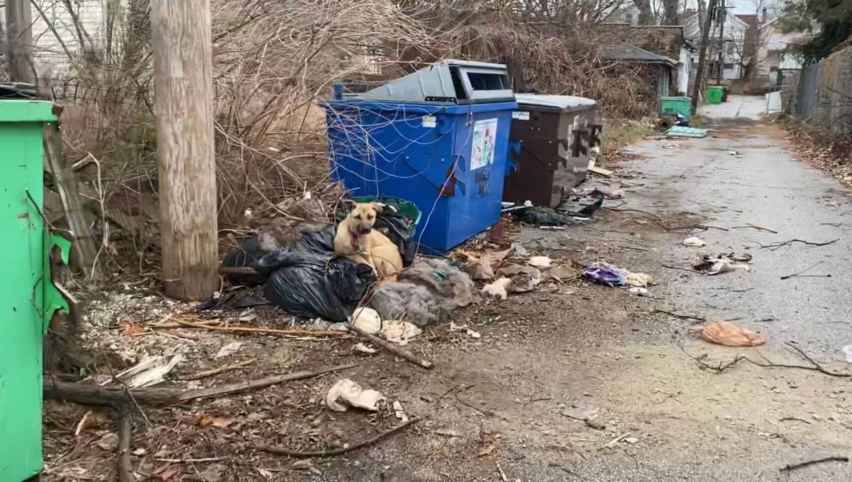 Dog chained to dumpster waited out rain and freezing temperatures for days could barely believe help arrived
