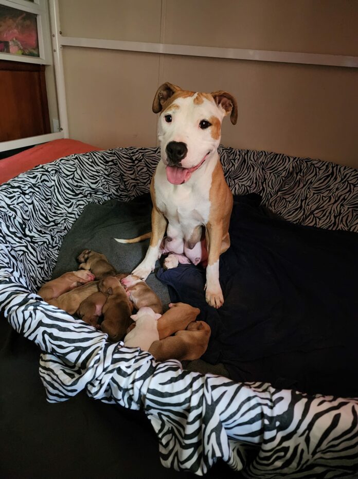 Sobbing 84-year-old woman reaches out to rescuers for help with son’s dog and her 10 newborn puppies