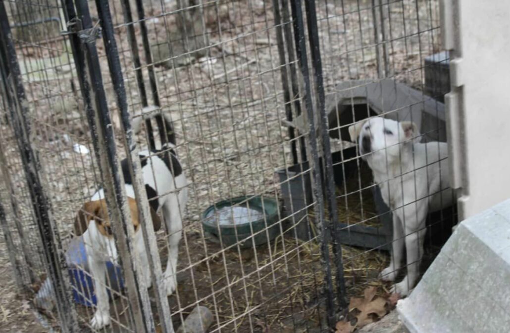 stray-rescue-project-2-1030x674-1