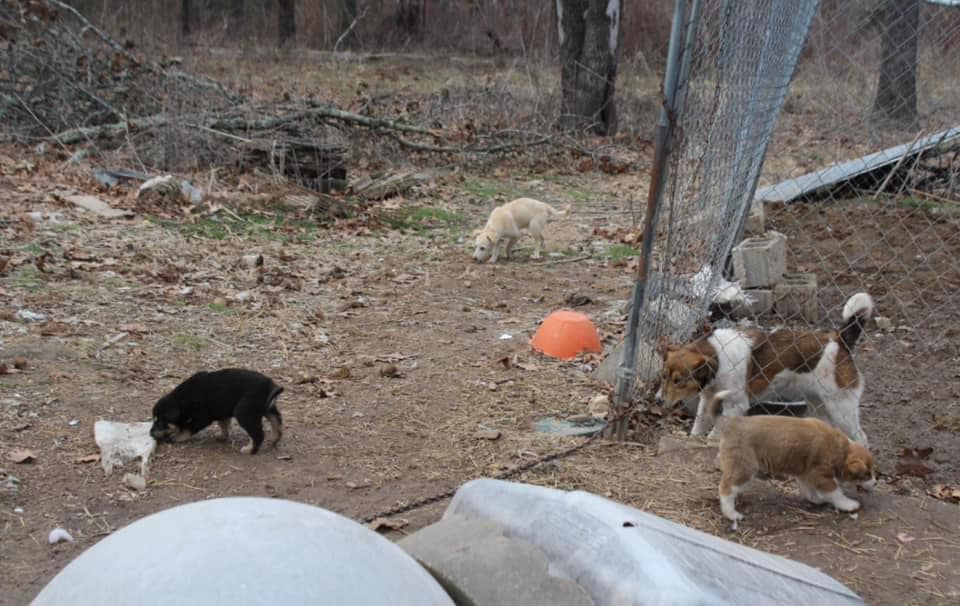stray-rescue-project-3