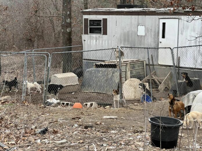 St. Louis man who helped dumped dogs and kept them safe has passed away: Rescuers need help