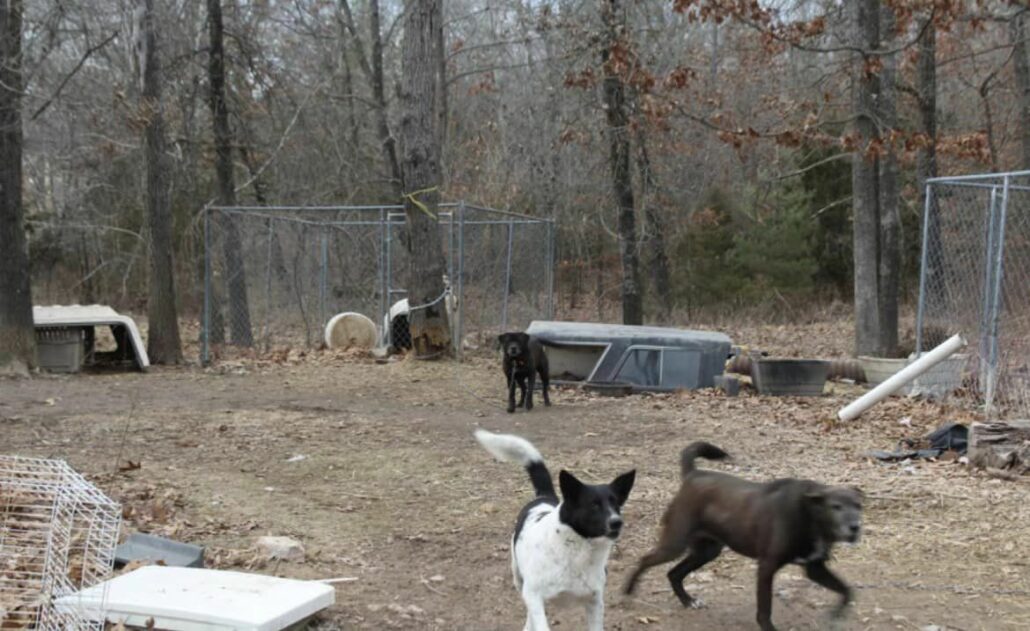 stray-rescue-project1-1030x631-1