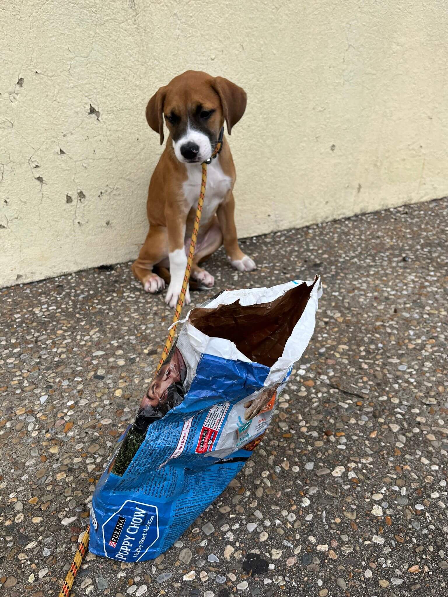 Rescuers ‘choke back tears’ as two young dogs abandoned and left tied up to sit in the sun