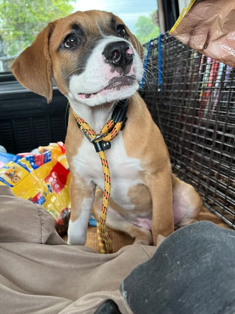 stray-rescue-puppy1-773x1030-1