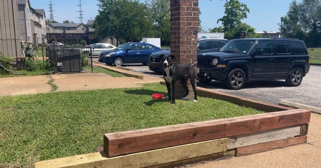 stray-rescue-puppy3-1030x541-1