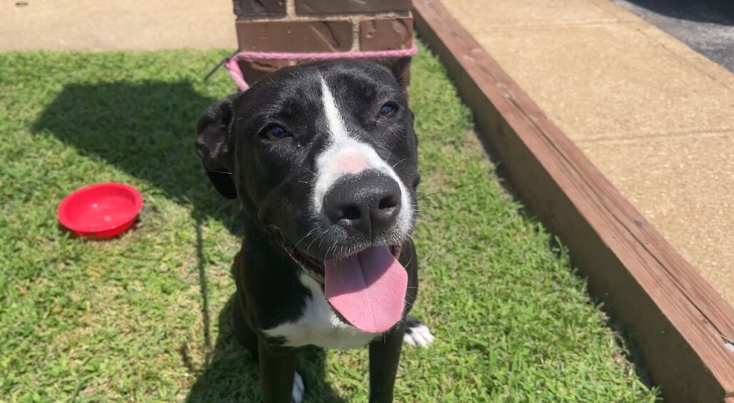 stray-rescue-puppy4-1030x566-1