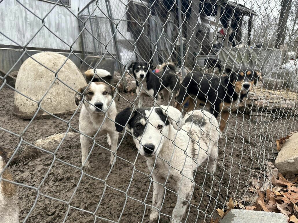 stray-updates-3-1030x773-1