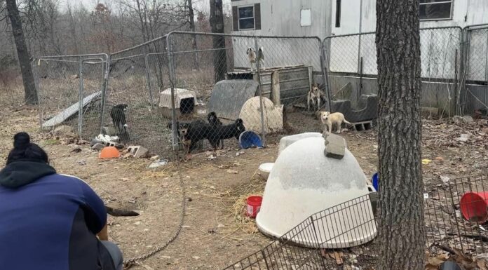 UPDATE: Homeless dogs left behind in St. Louis property after owner’s death getting help