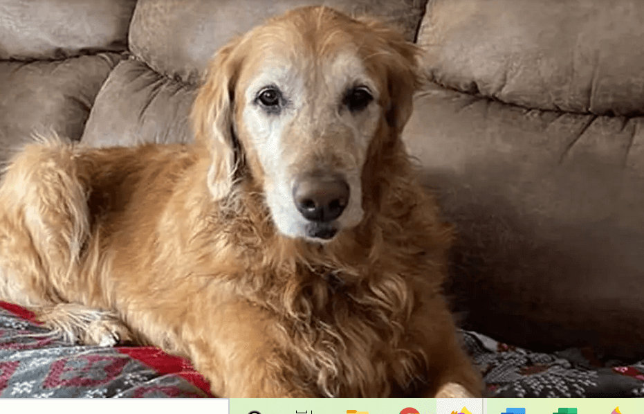 Labrador retriever Wrigley finds golden retriever stuck in sinkhole and alerts owners