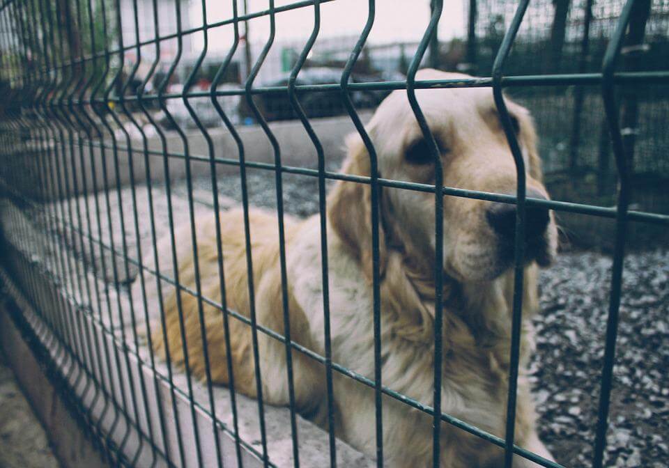 street-dog-1057216_960_720