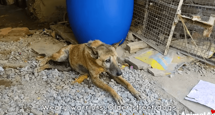 street-dogs-4-1