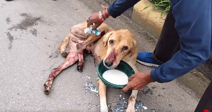 street-dogs-4-3