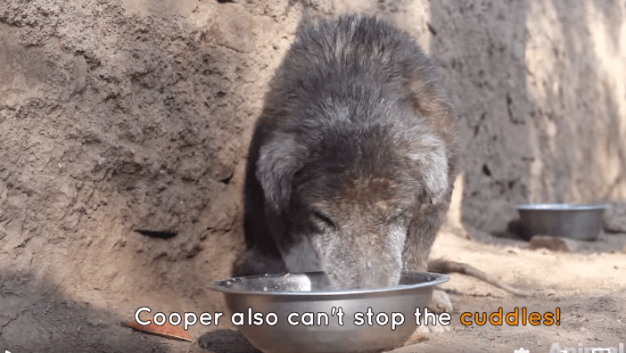 street-dogs-4-cooper