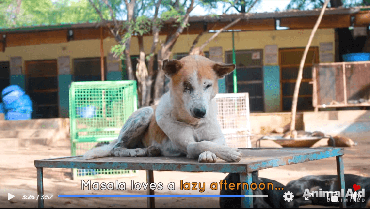 street-dogs-4-marsala