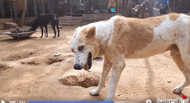 street-dogs-4-prince