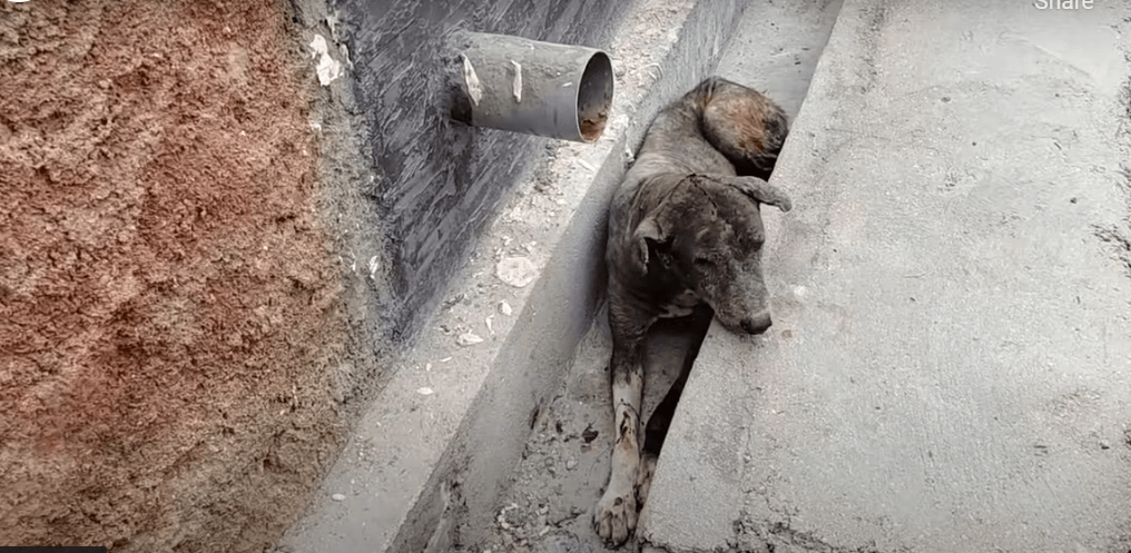 street-dogs-4