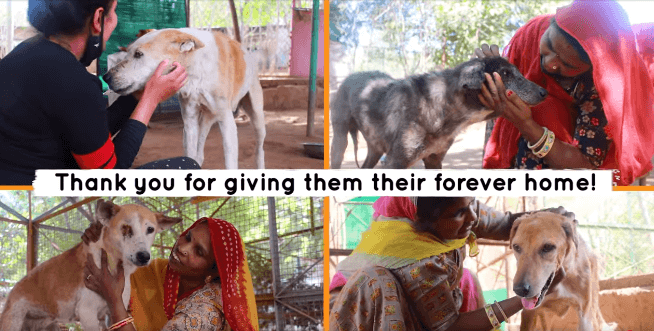 Never too late for love: Elderly street dogs given care and permanent sanctuary by big hearted rescuers