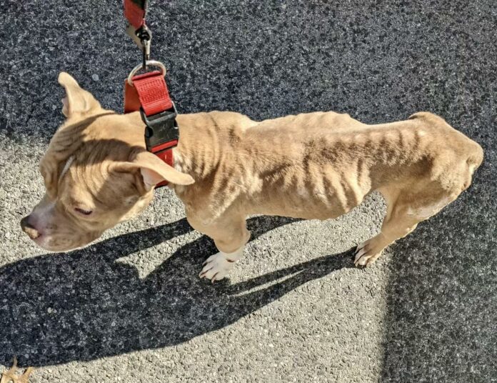 Westchester man charged with animal cruelty for nearly starving his dog to death