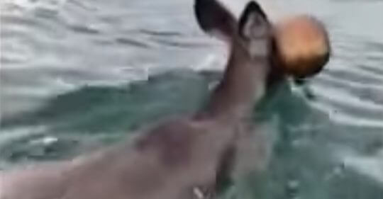 Deer with paint bucket on her head given a helping hand