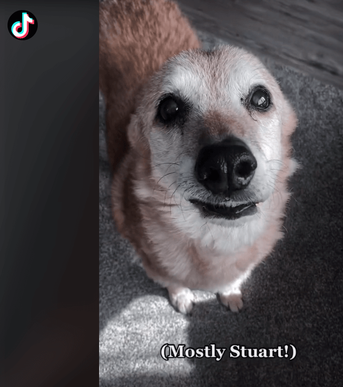 Senior dog who had been in shelter for 14 years finally found his hero