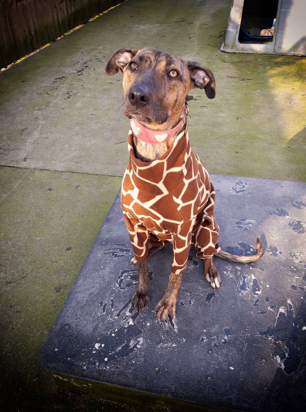 Dubbed ‘Britain’s Loneliest Dog’ pup has spent most of her life at shelter
