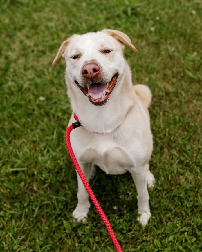Sweetest dog ‘Sugar’ spent more than half her life at shelter and hoping social media will help find home