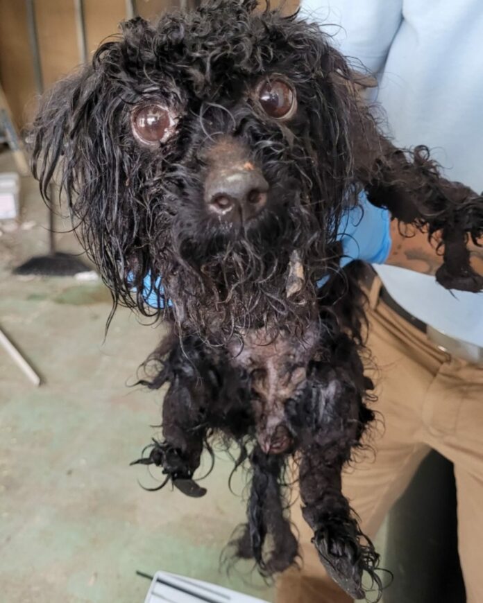 Tiny heartbroken survivor found locked in crate weeks after tenants left