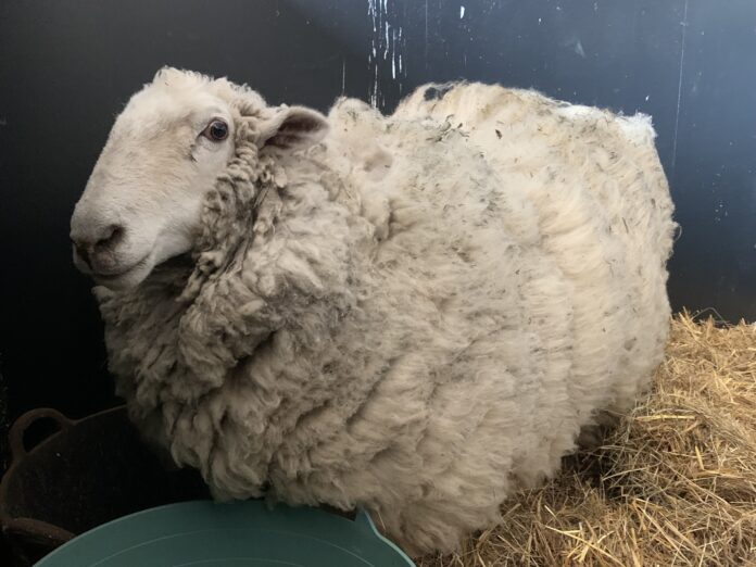Missing sheep found 5 years later living with pack of kangaroos gets his first shearing