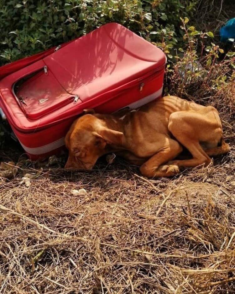 Abandoned puppy rescued from the middle of nowhere inches away from a red suitcase