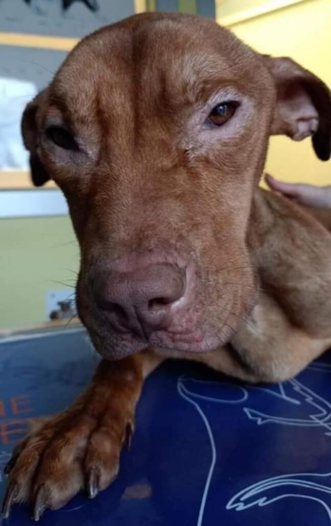 suitcase-puppy1-647x1030-1