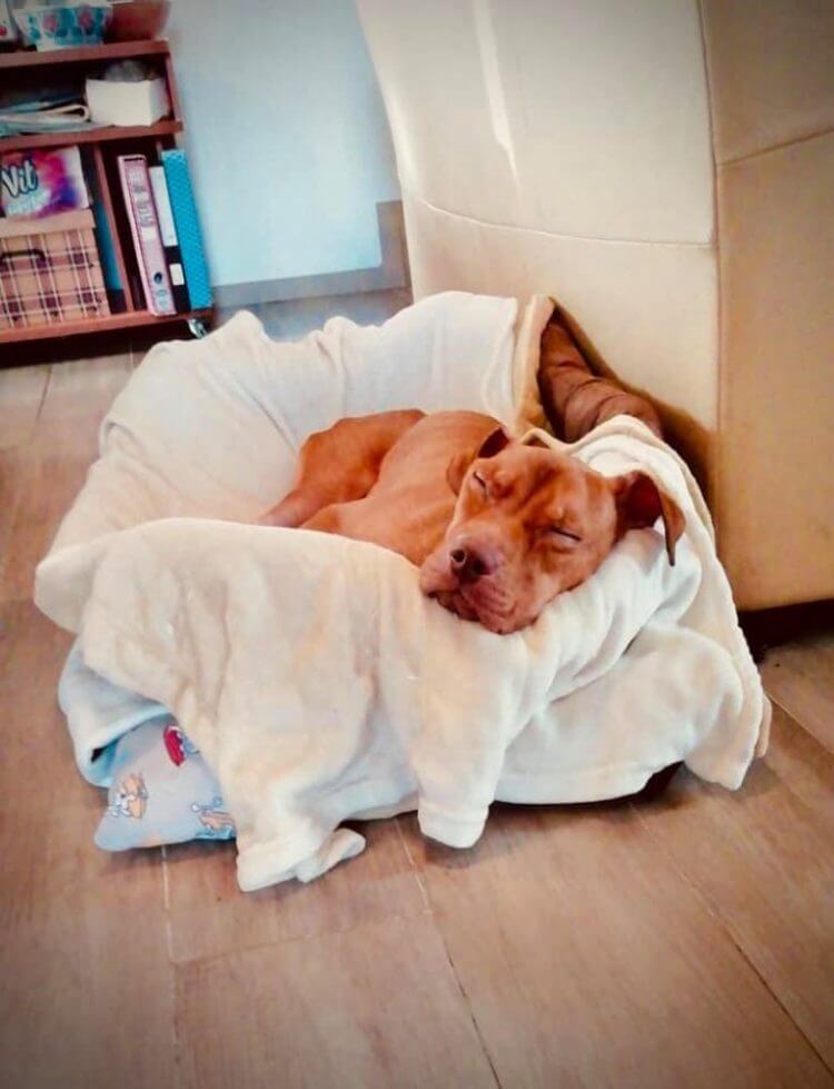 suitcase-puppy4