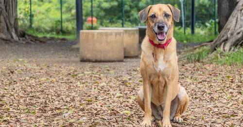 Dog that escaped from Newark Airport flight found after missing for more than month
