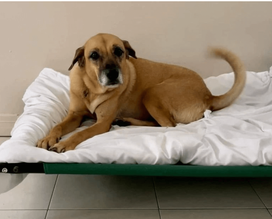 suki-found