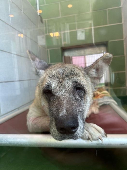 Saddest and loneliest German shepherd has had no interest at overcrowded Texas shelter