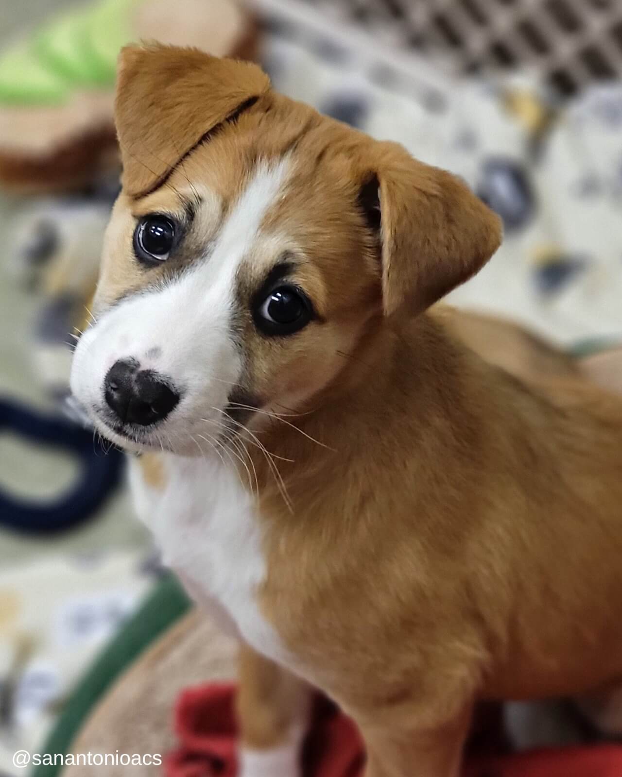 Good Samaritans help rescue two month old puppy being abused by owner