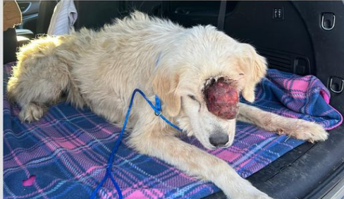 Texas medical rescue team introduces Great Pyrenees who hasn’t been loved in a long time