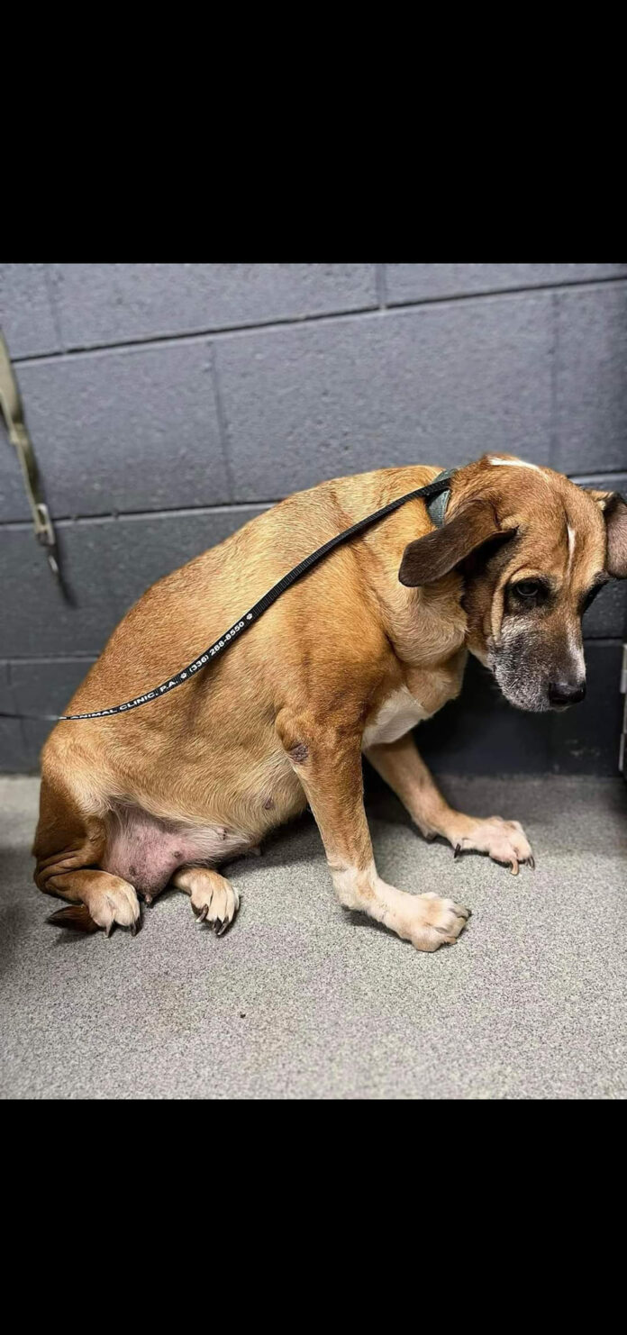 ‘Summer’ went from loved to losing both her humans and her home