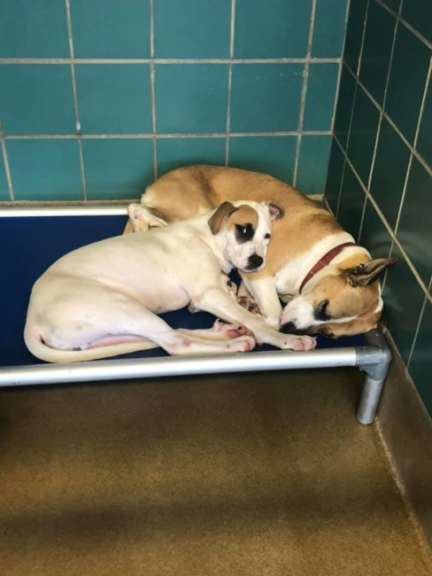 Urgent rescue needed for San Antonio bonded mom and son dogs