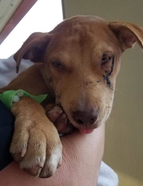 Four-month-old puppy hit by car ‘head on’ has ongoing efforts for surgical care