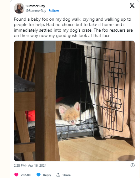 Abandoned baby fox follows woman walking her own dog home