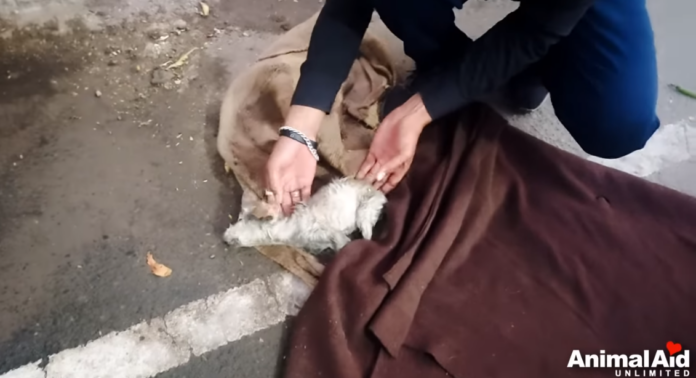Comatose puppy had fallen into a drain: Miracle rescuers saved her life