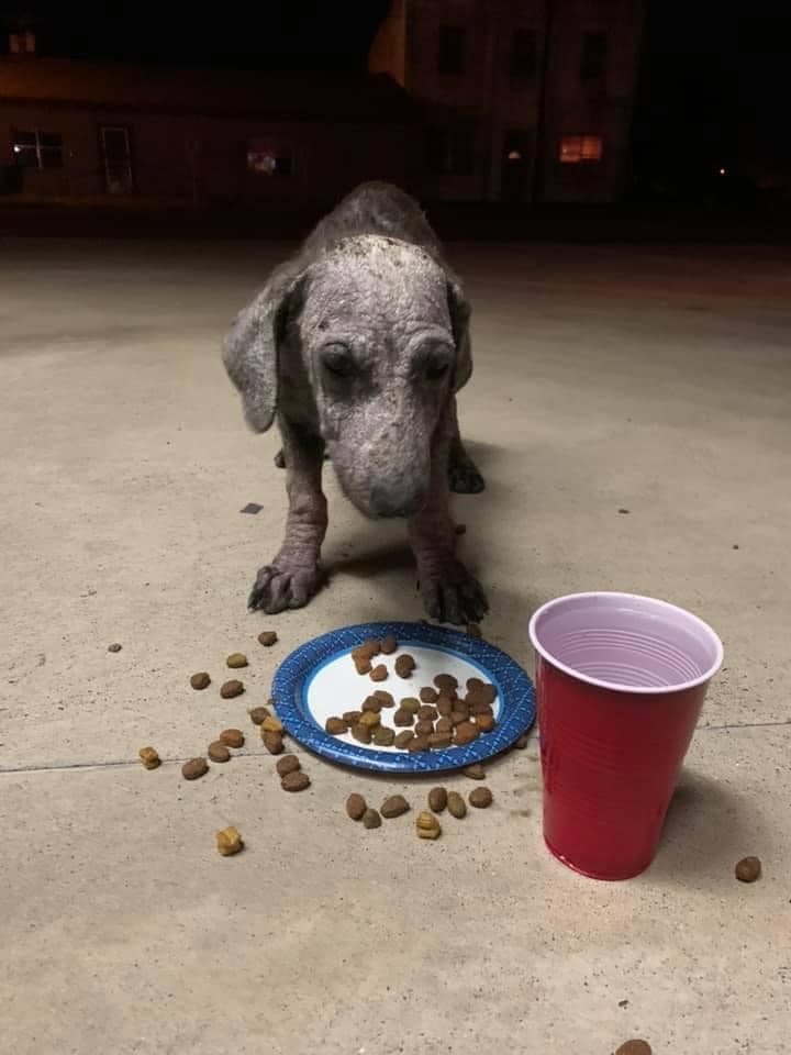 Good Samaritan reaches out for help after finding helpless stray puppy starving in front of local supermarket