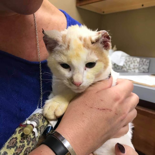 Kitten recovering after child placed it in oven