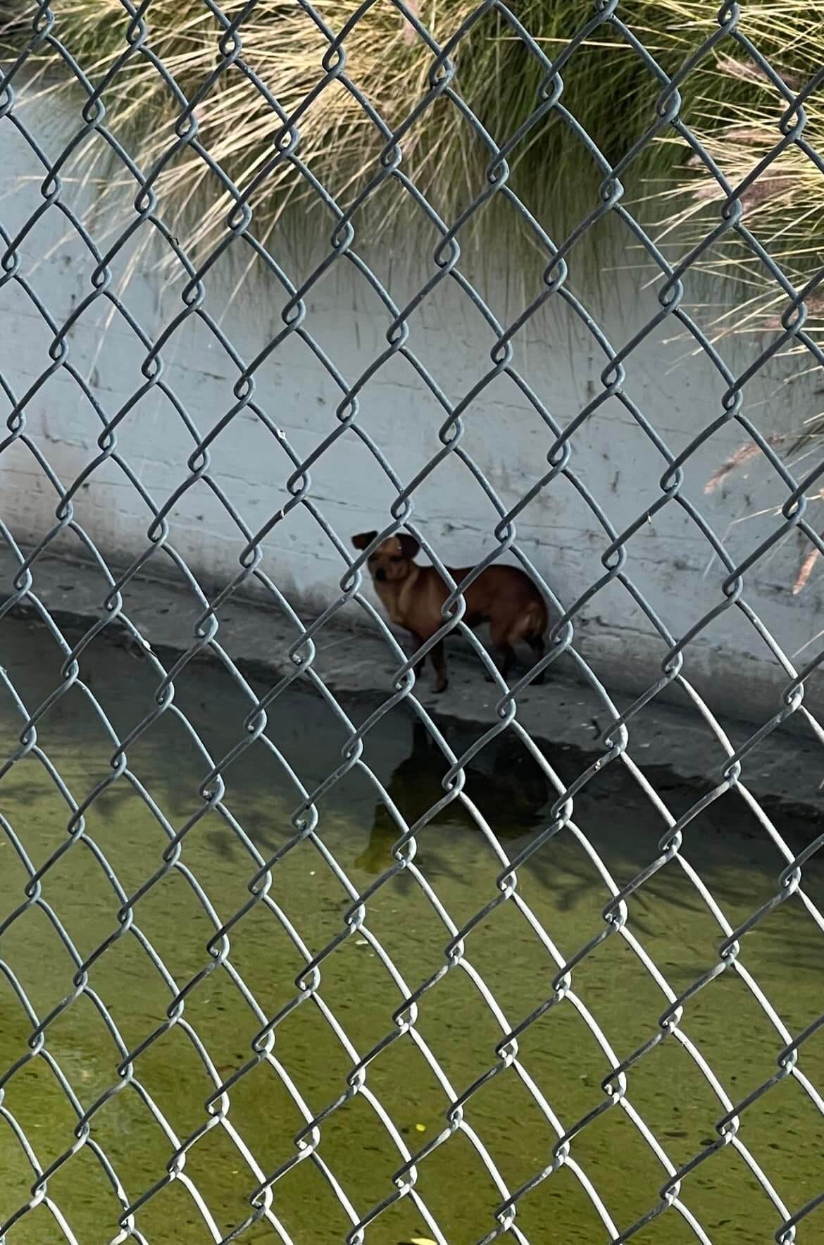 Where police and firemen feared to tread dog rescuers refused to give up