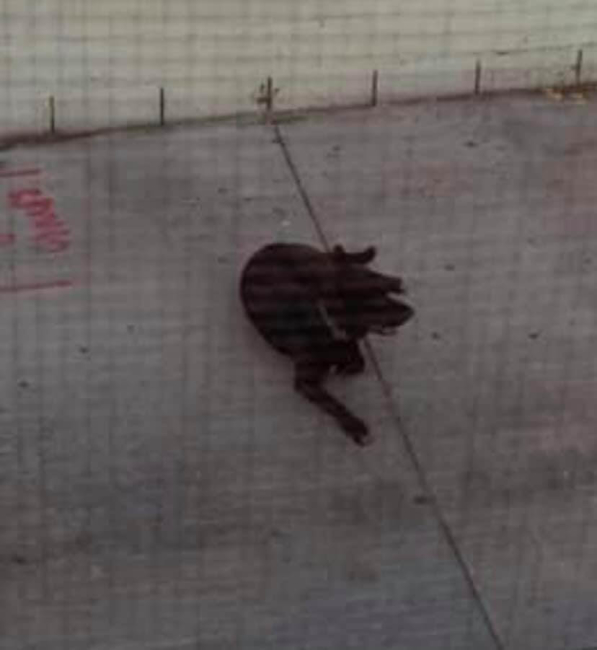 Left behind but still loyal, resilient pup was ready to be rescued