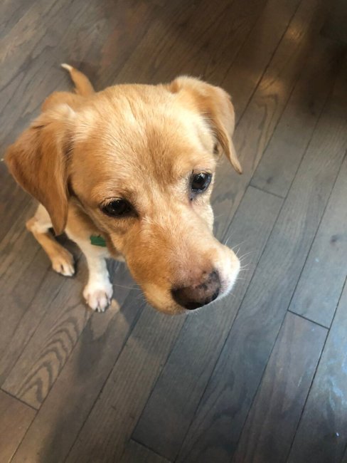 Stray dog wandered into home during storm and gets adopted