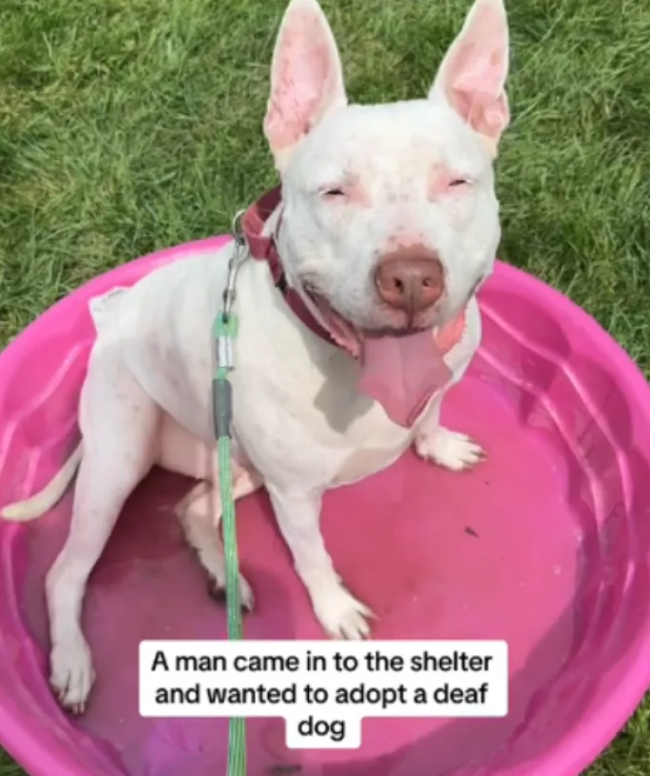 Oh no! Deaf dog who knows sign language adopted after 900 days at shelter returned